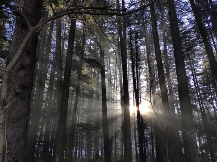 Shimla Reserve Forest_2